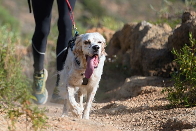 Puoi correre con il tuo cane